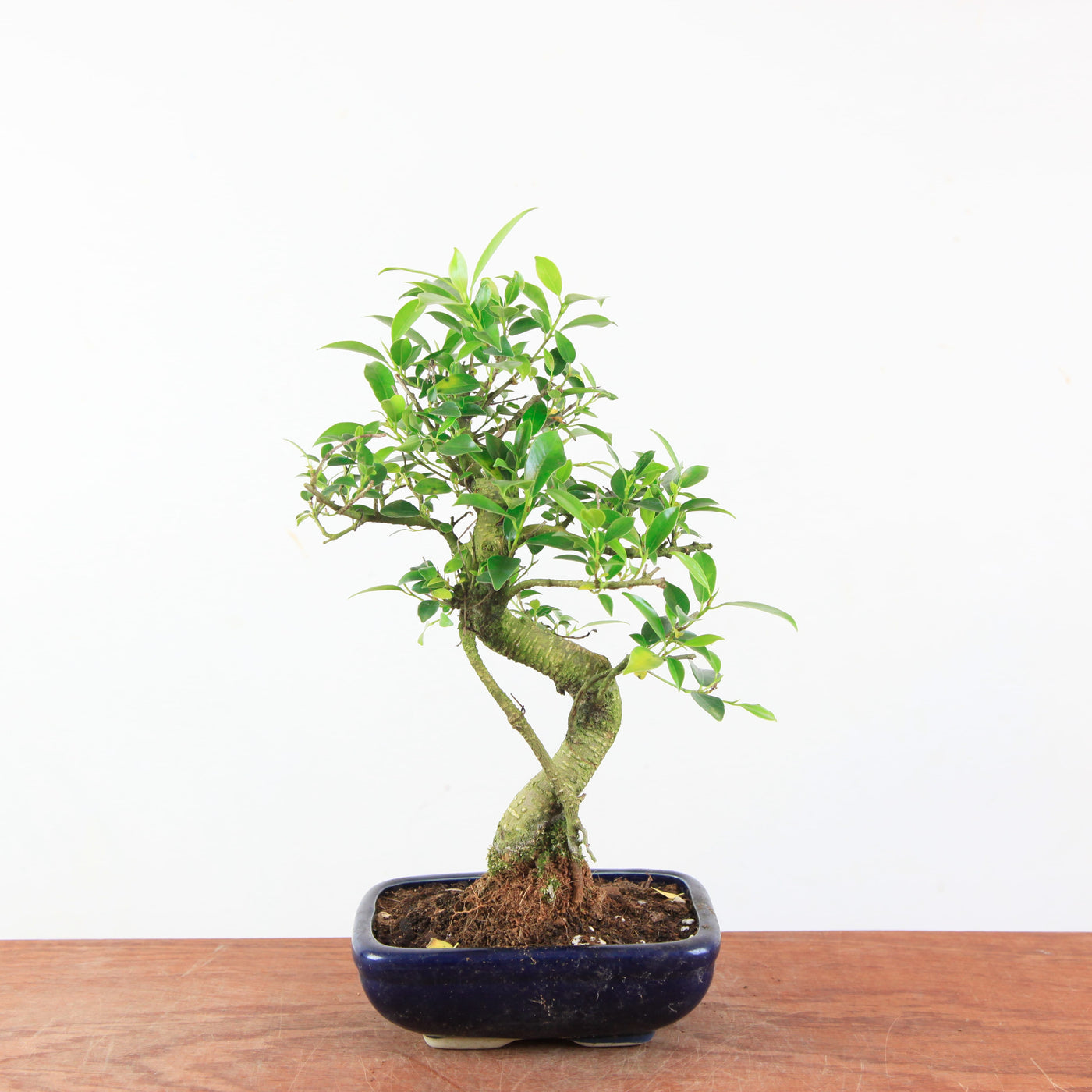 Bonsai Ficus Retusa - Binnenbonsai