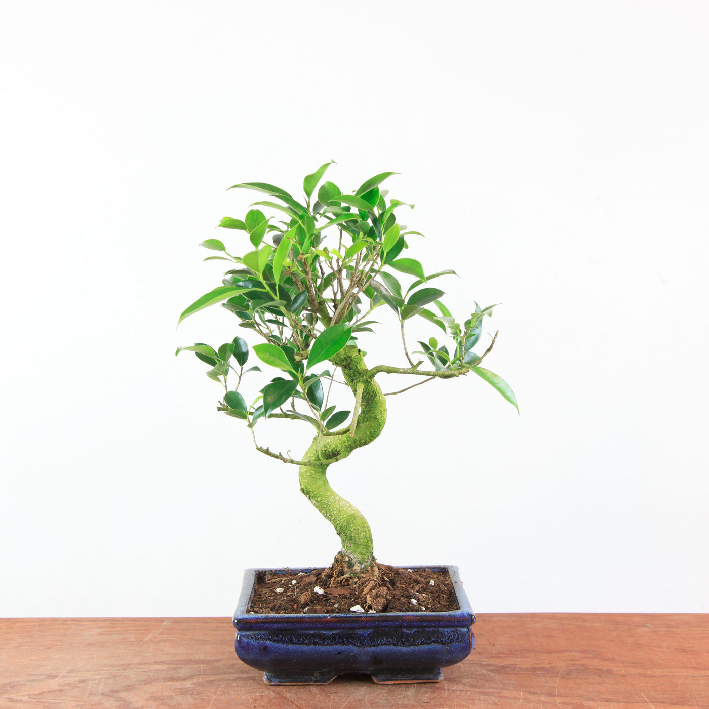 Bonsai Ficus Retusa - Binnenbonsai