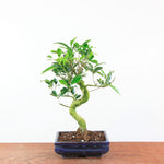 Bonsai Ficus Retusa - Binnenbonsai