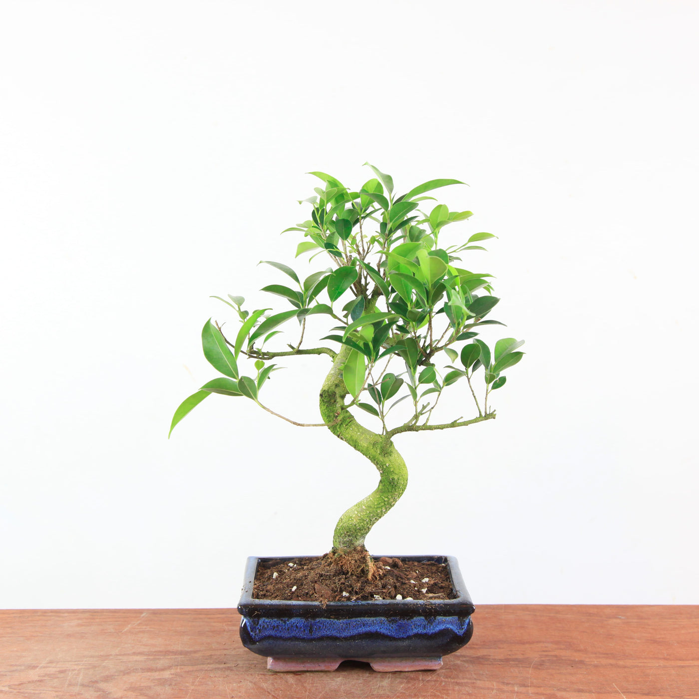 Bonsai Ficus Retusa - Binnenbonsai