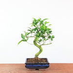 Bonsai Ficus Retusa - Binnenbonsai