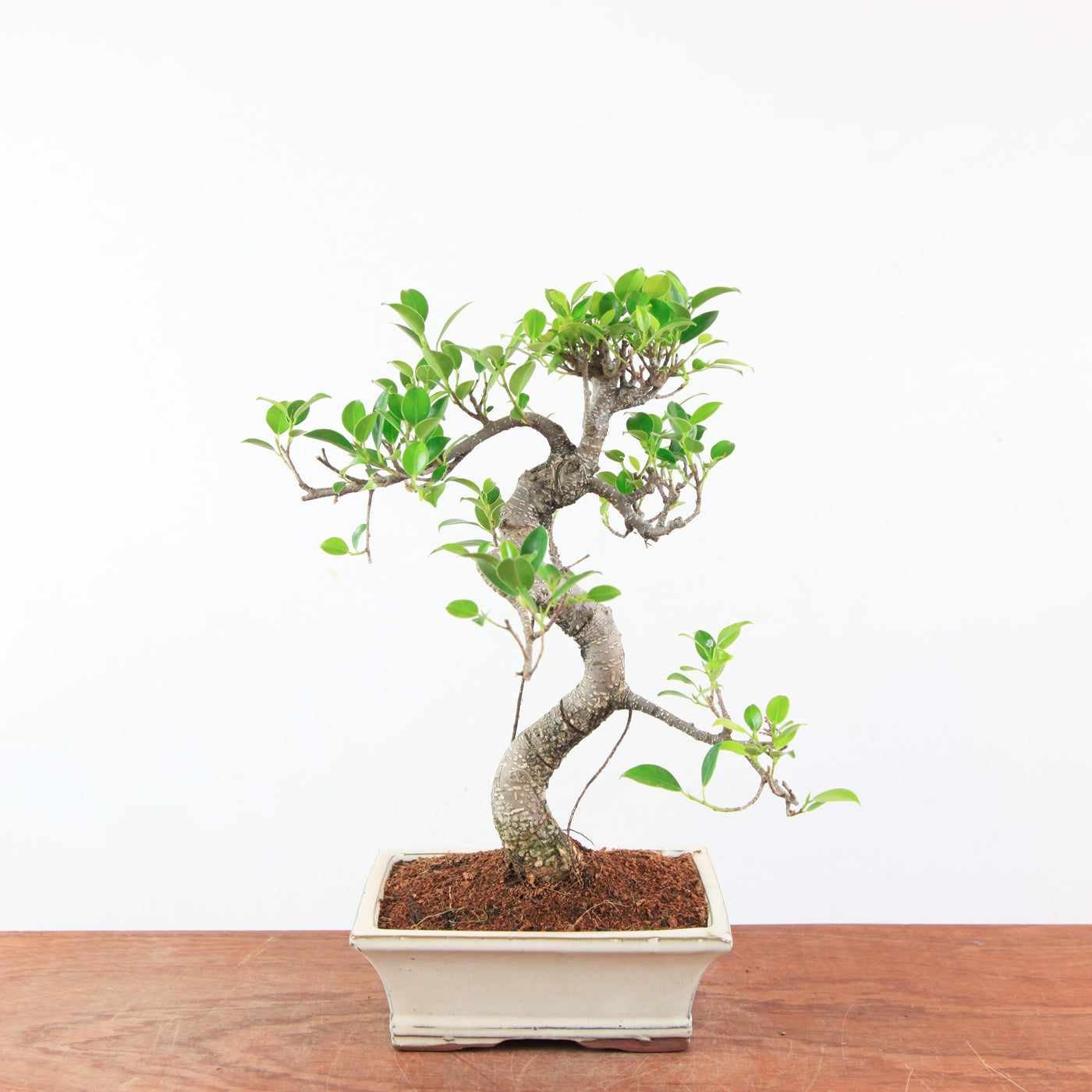 Bonsai Ficus Retusa - Binnenbonsai