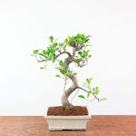 Bonsai Ficus Retusa - Binnenbonsai