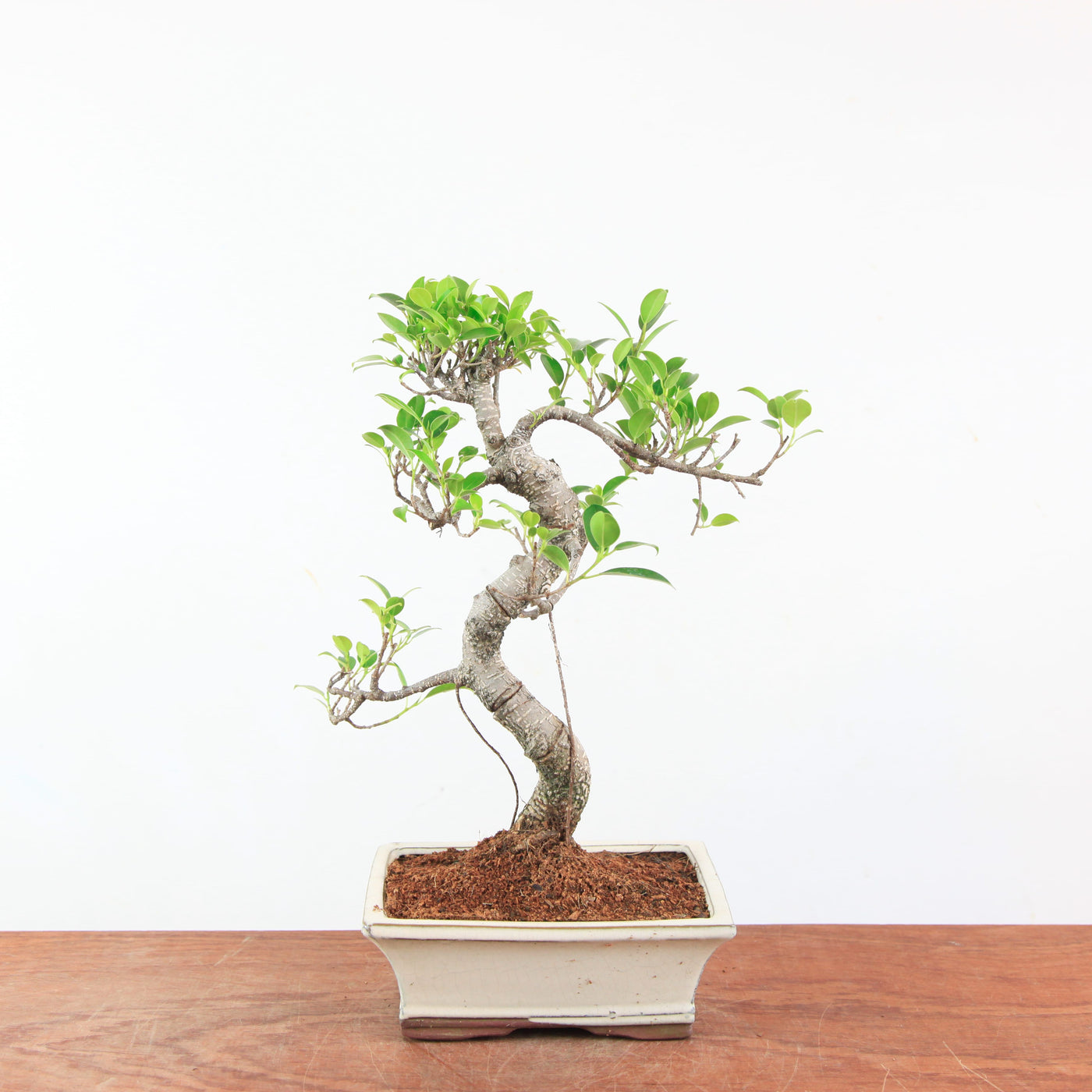 Bonsai Ficus Retusa - Binnenbonsai