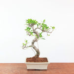 Bonsai Ficus Retusa - Binnenbonsai