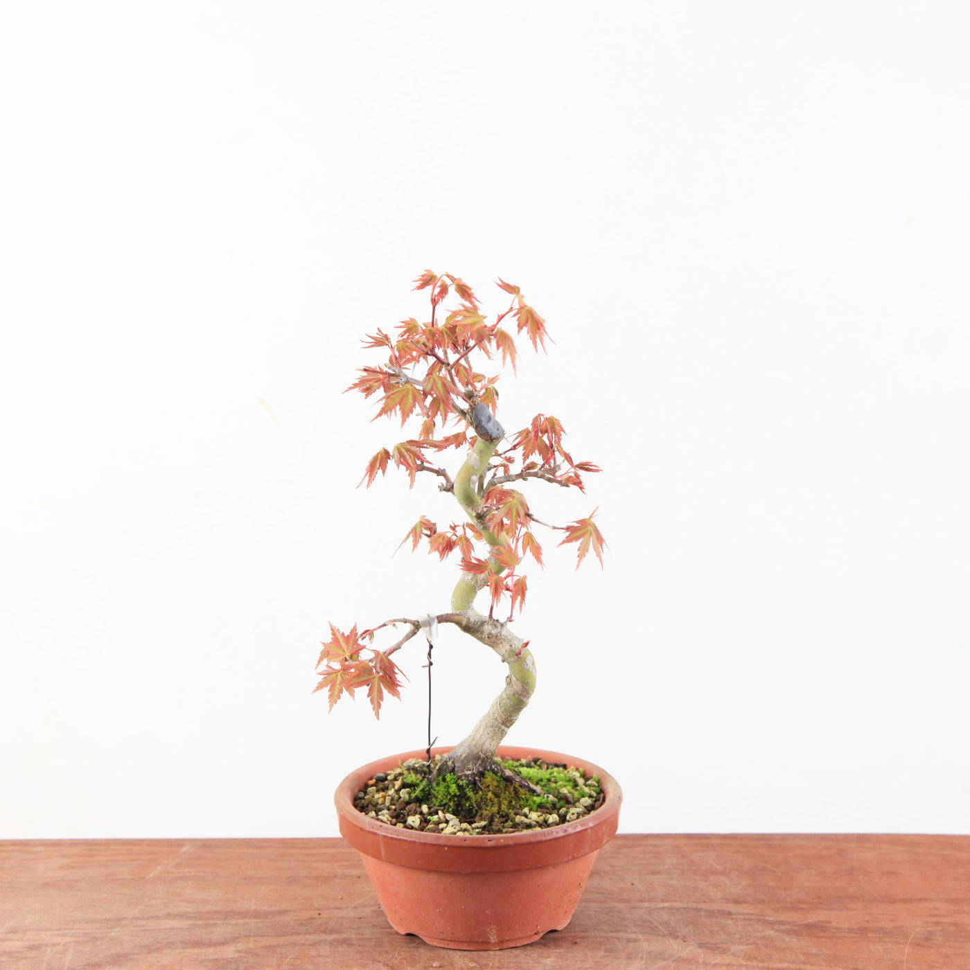 Pre-Bonsai Acer Palmatum - Japanse Esdoorn
