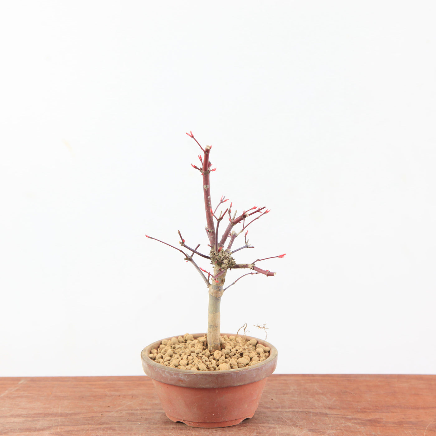 Pre- Bonsai Acer palmatum Deshojo