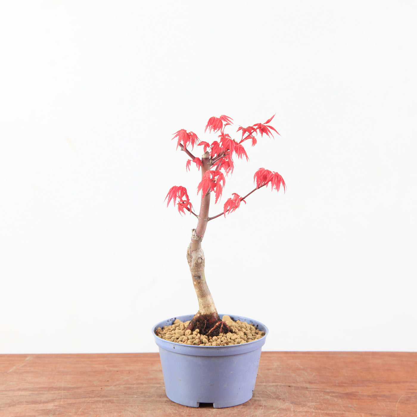 Acer palmatum 'deshojo' – Mini Boom / Startersplant