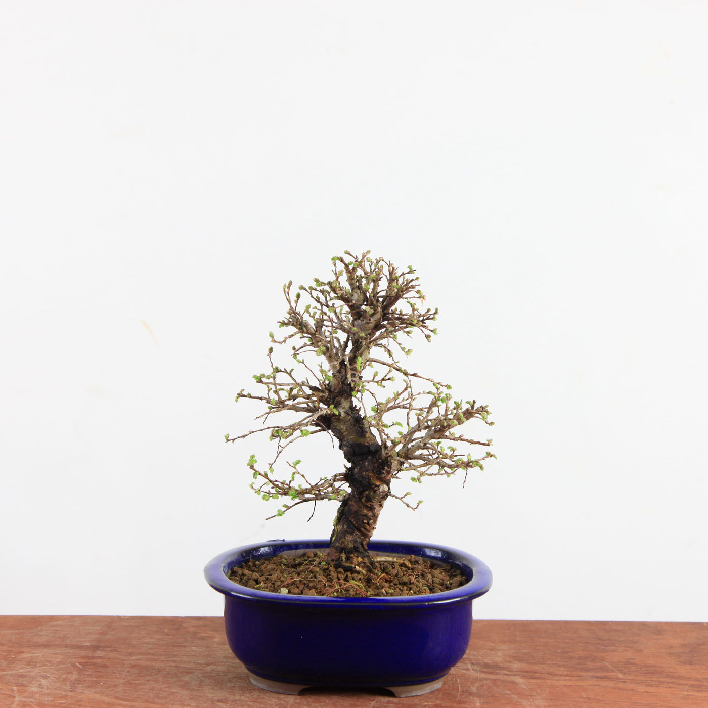 Bonsai Ulmus Parvifolia ‘Kurkbast’