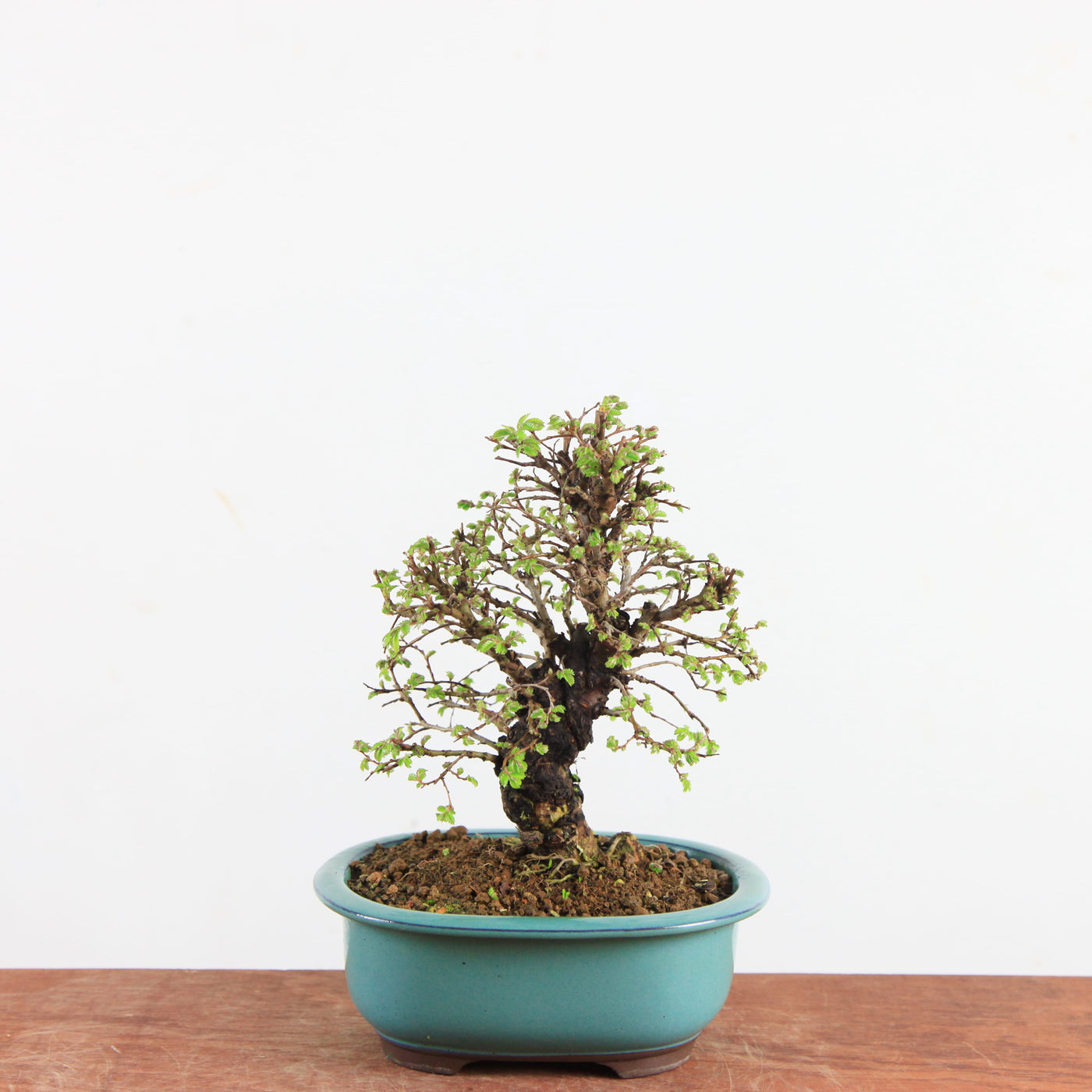 Bonsai Ulmus Parvifolia ‘Kurkbast’