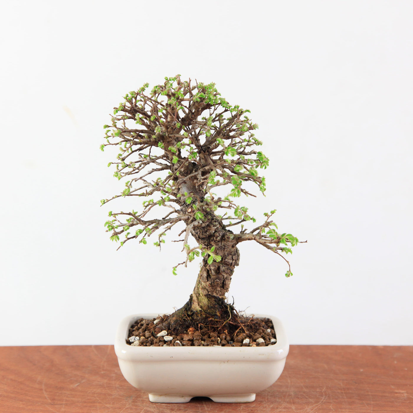 Bonsai Ulmus Parvifolia ‘Kurkbast’