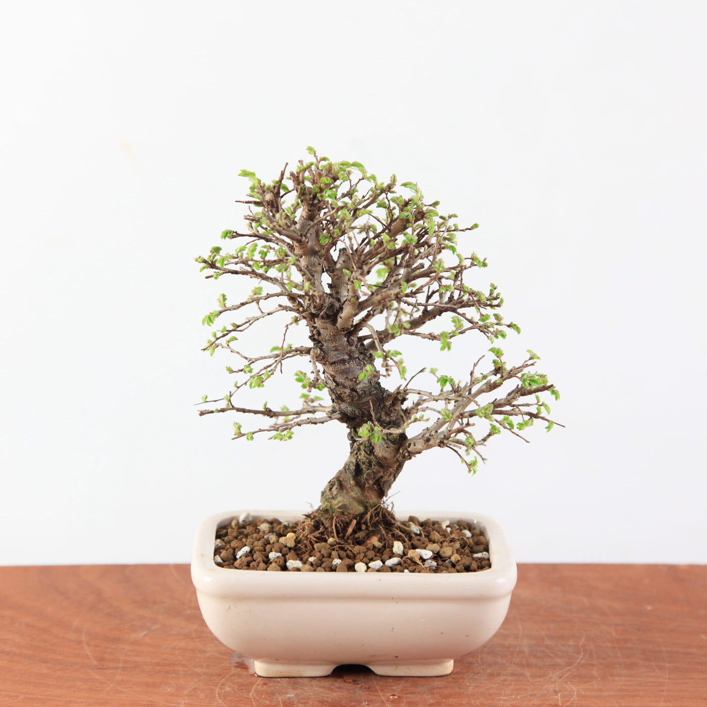 Bonsai Ulmus Parvifolia ‘Kurkbast’