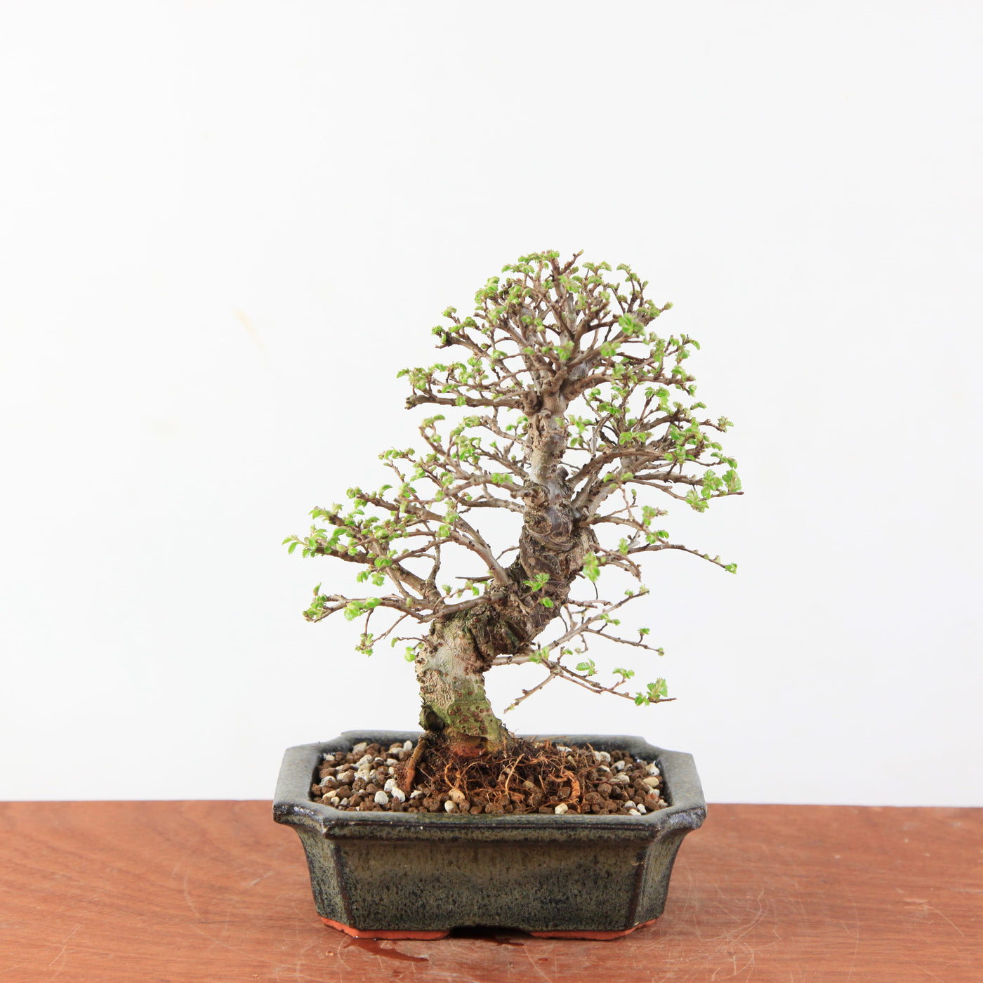 Bonsai Ulmus Parvifolia ‘Kurkbast’