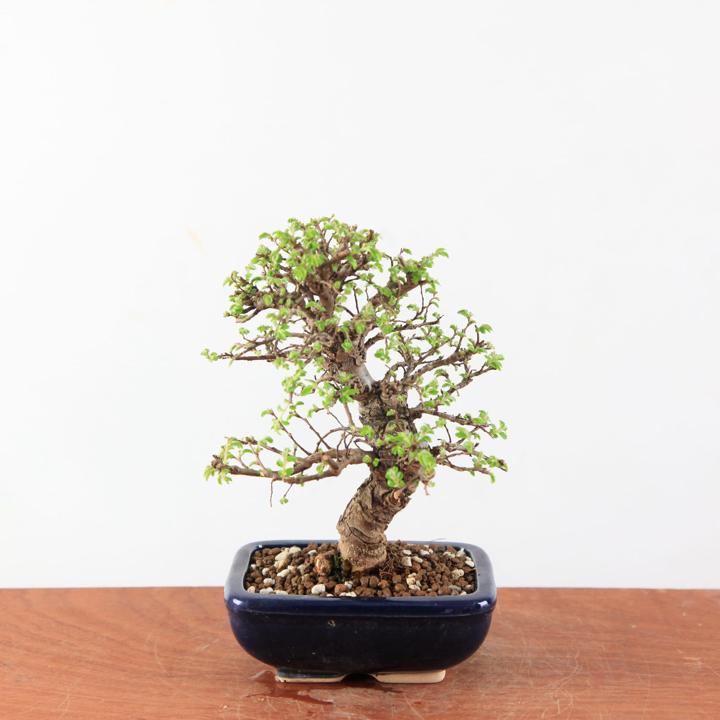 Bonsai Ulmus Parvifolia ‘Kurkbast’
