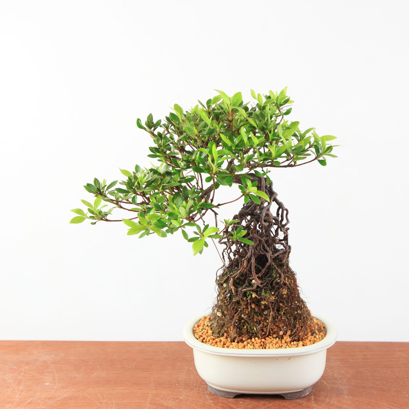 Bonsai Azalea Satsuki 'kokuko-no-tsuki' neagari