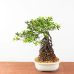 Bonsai Azalea Satsuki 'kokuko-no-tsuki' neagari
