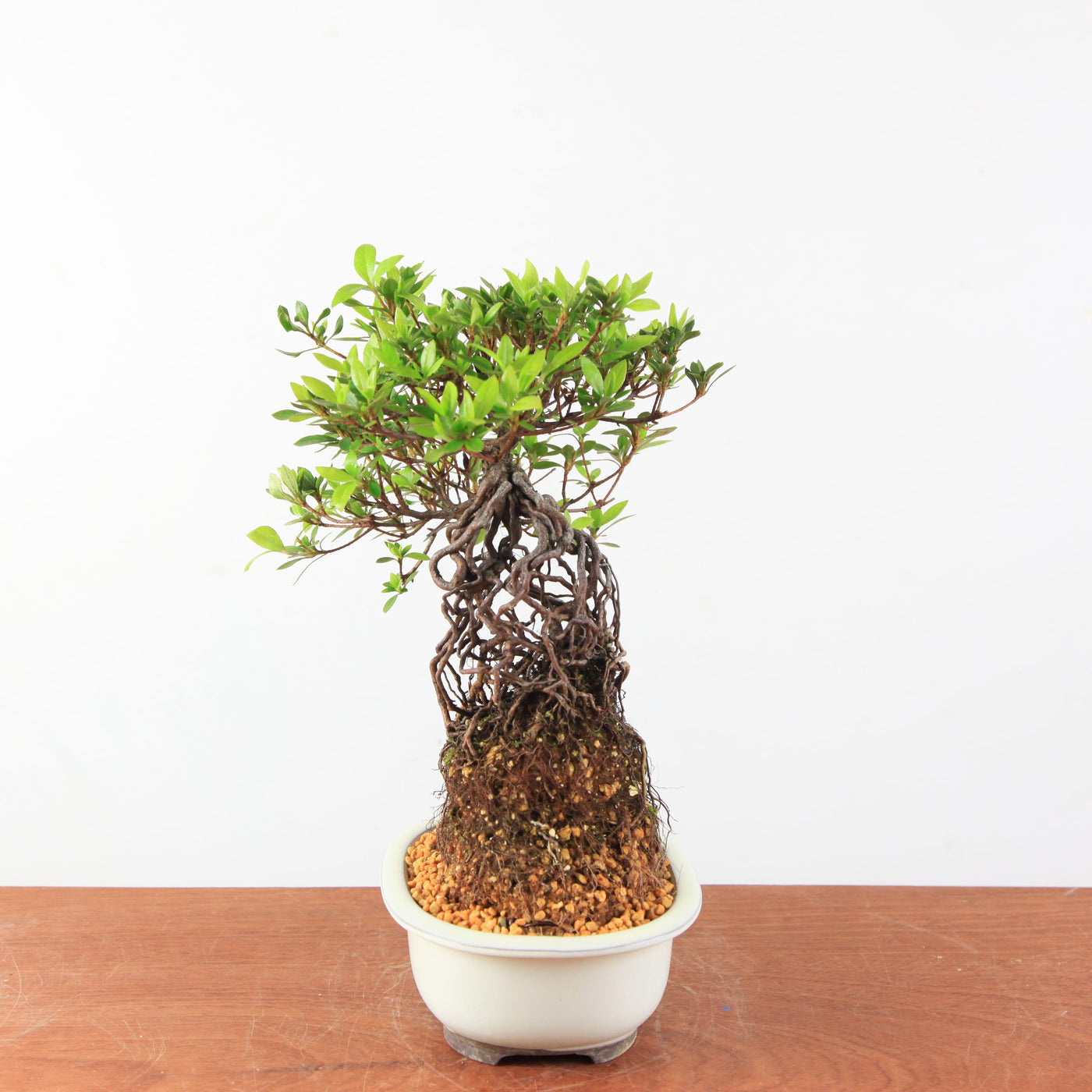 Bonsai Azalea Satsuki 'kokuko-no-tsuki' neagari