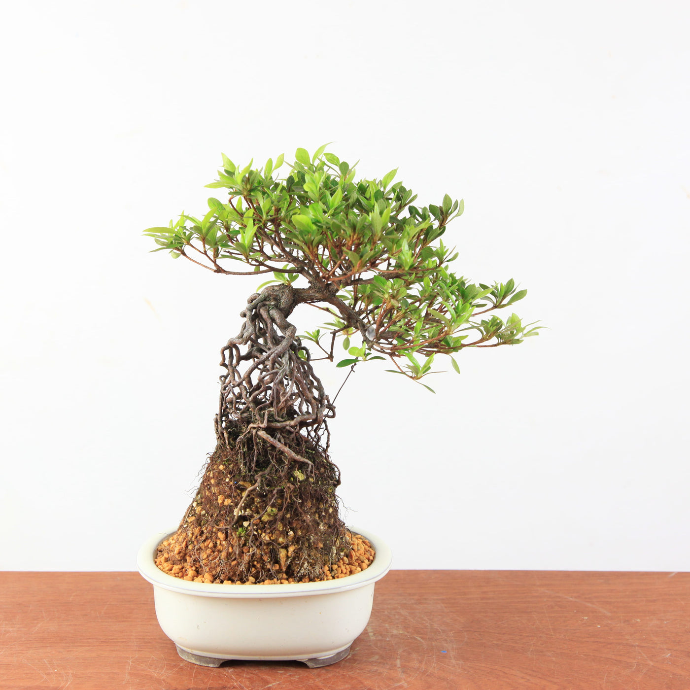 Bonsai Azalea Satsuki 'kokuko-no-tsuki' neagari