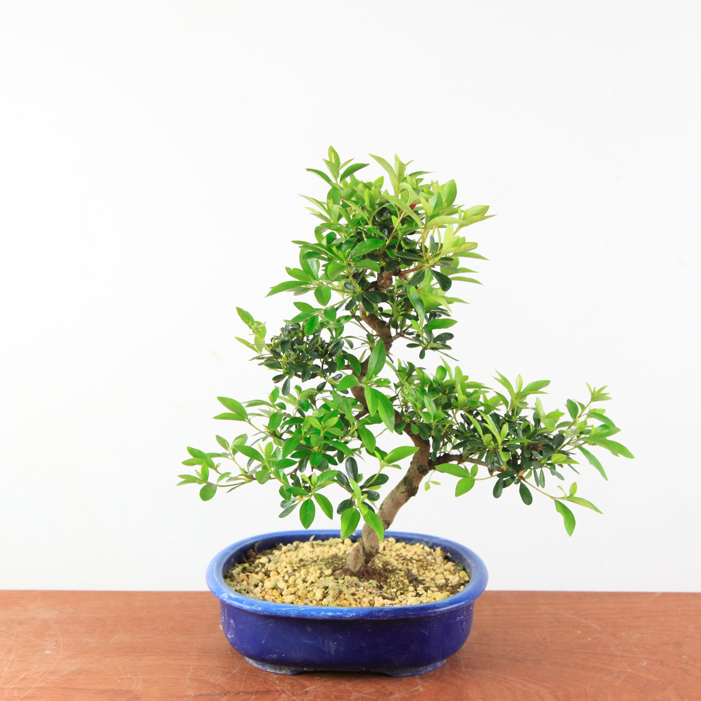 Bonsai Azalea Satsuki 'asahi-no-izumi'