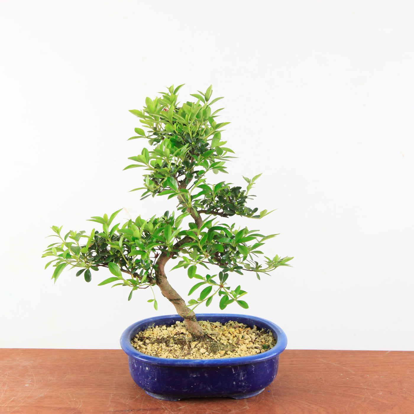Bonsai Azalea Satsuki 'asahi-no-izumi'