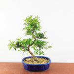 Bonsai Azalea Satsuki 'asahi-no-izumi'
