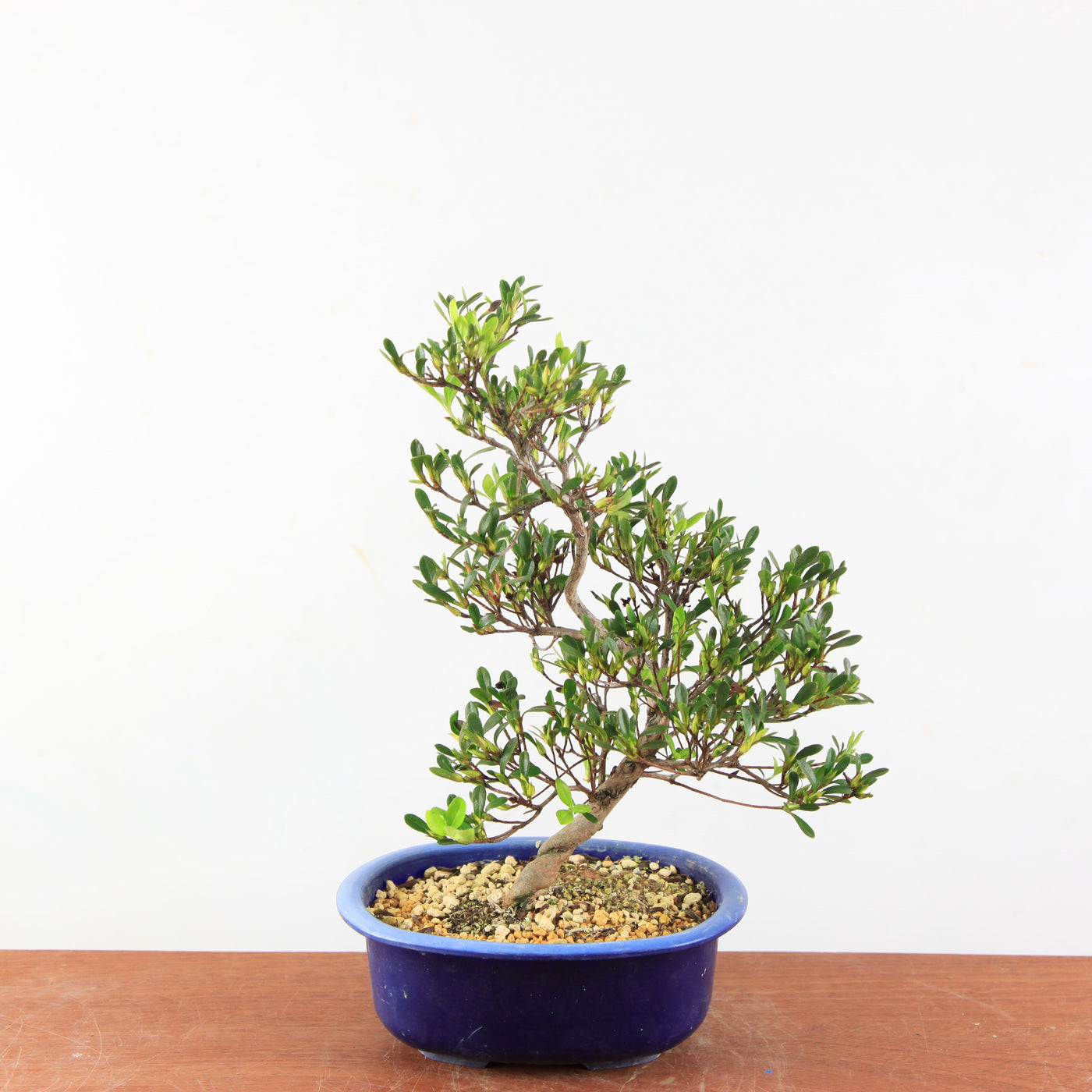 Bonsai Azalea Satsuki 'matsunami'