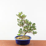 Bonsai Azalea Satsuki 'matsunami'