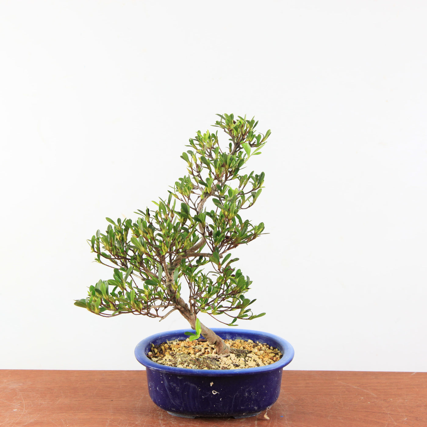 Bonsai Azalea Satsuki 'matsunami'