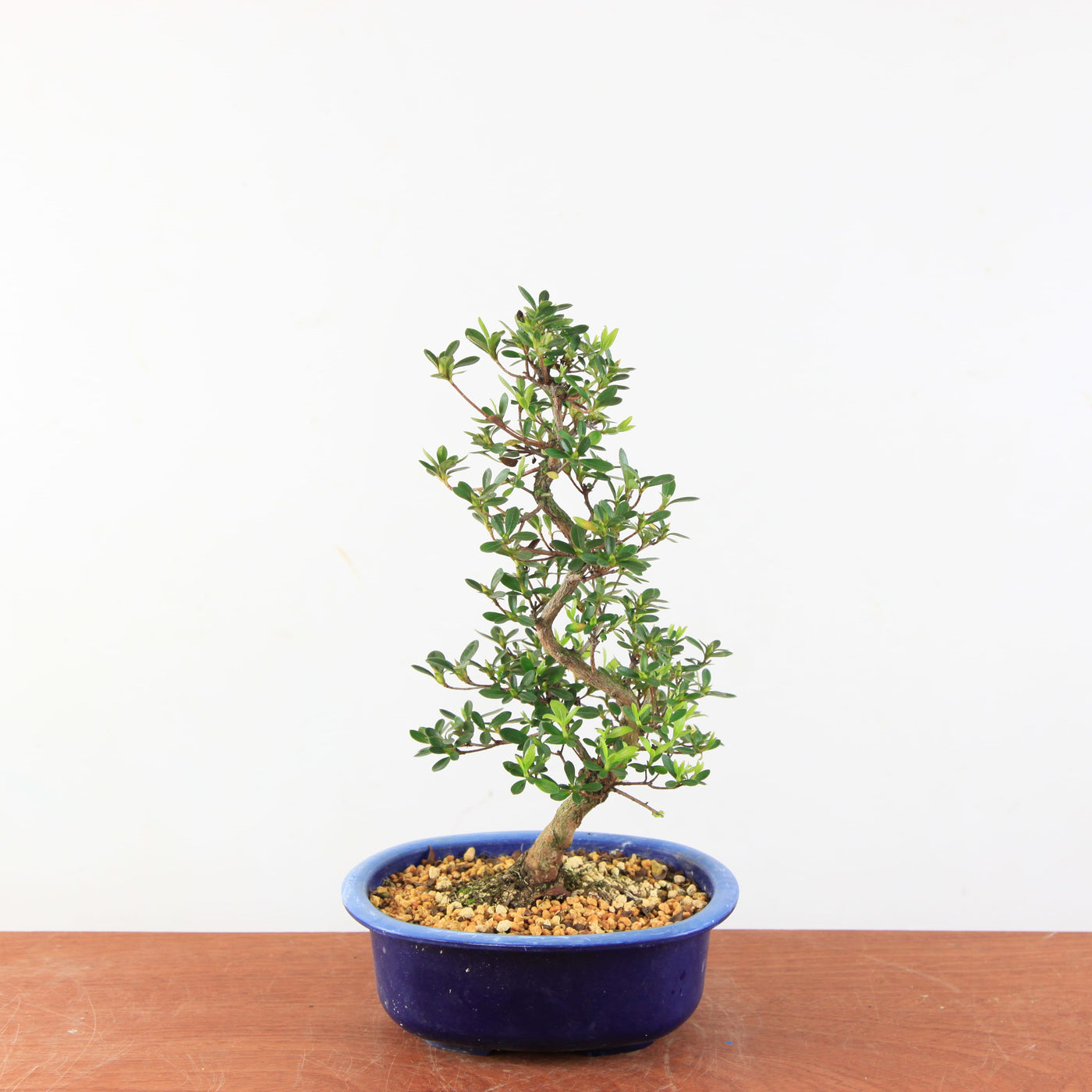 Bonsai Azalea Satsuki 'kinsho'