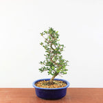 Bonsai Azalea Satsuki 'kinsho'