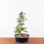 Bonsai Azalea Satsuki 'kinsho'