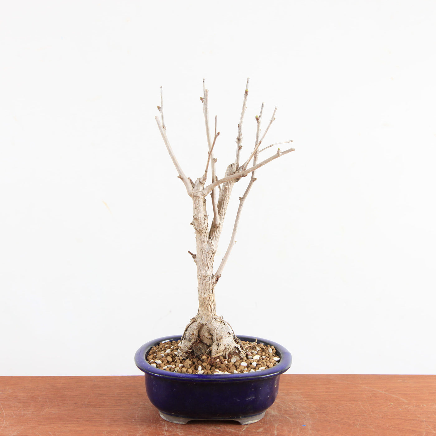 Bonsai Ginkgo Biloba - Japanse Notenboom