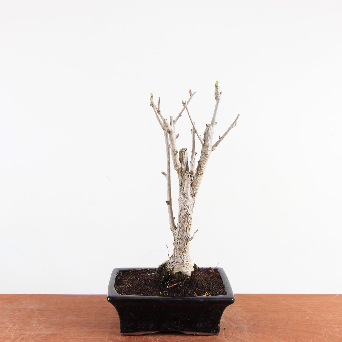 Bonsai Ginkgo Biloba - Japanse Notenboom