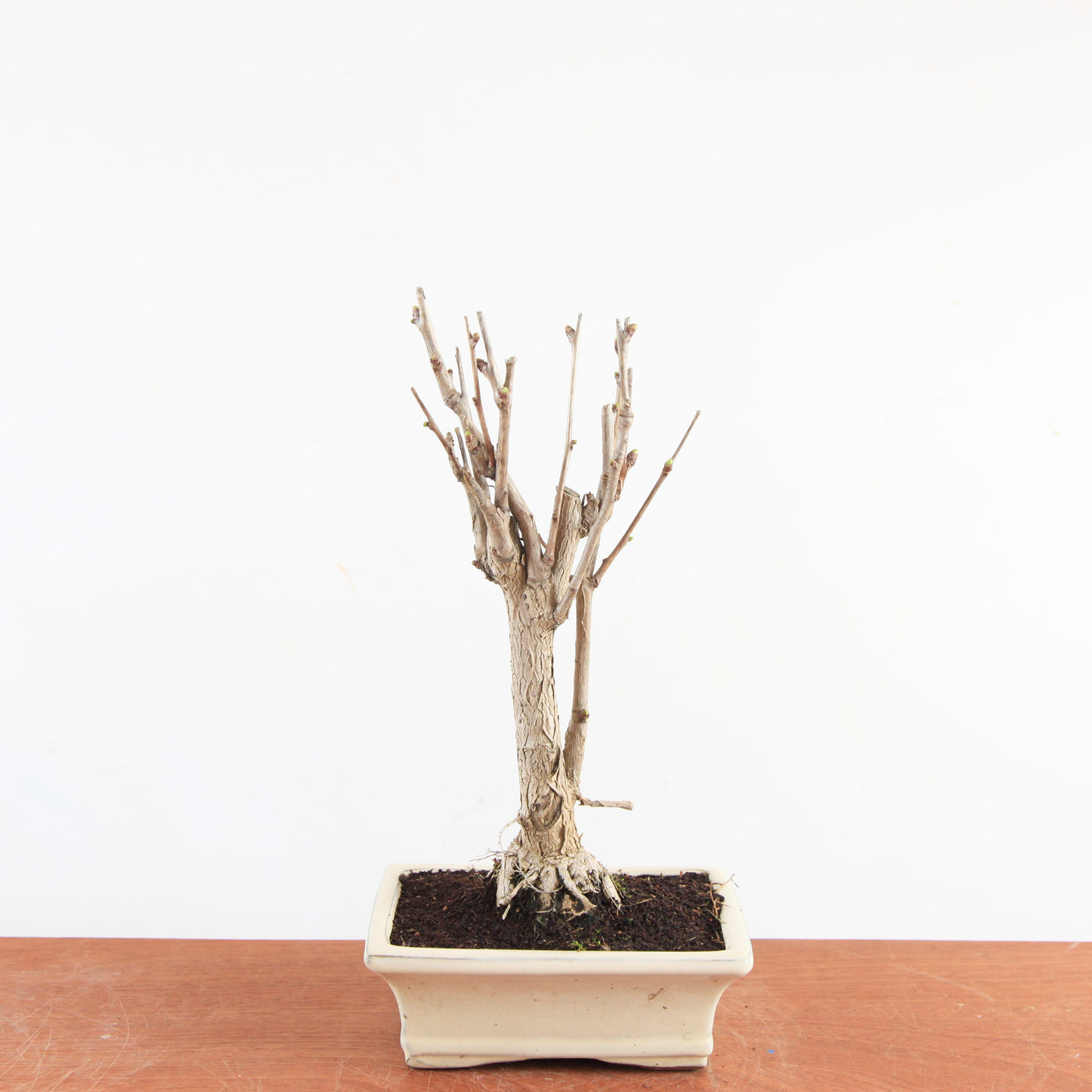 Bonsai Ginkgo Biloba - Japanse Notenboom