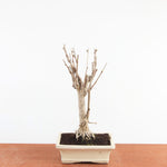 Bonsai Ginkgo Biloba - Japanse Notenboom