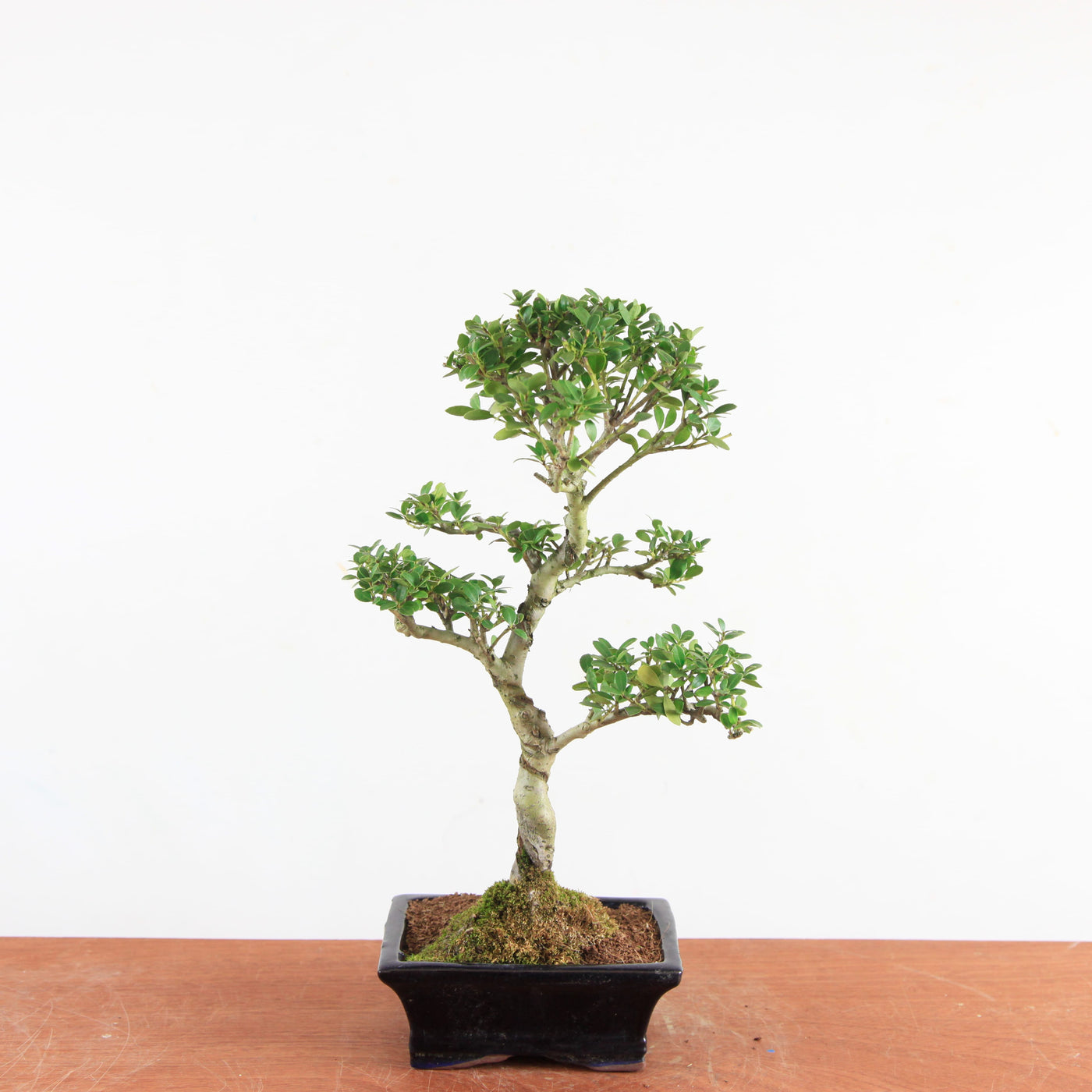 Bonsai Ilex Crenata - Japanse Hulst