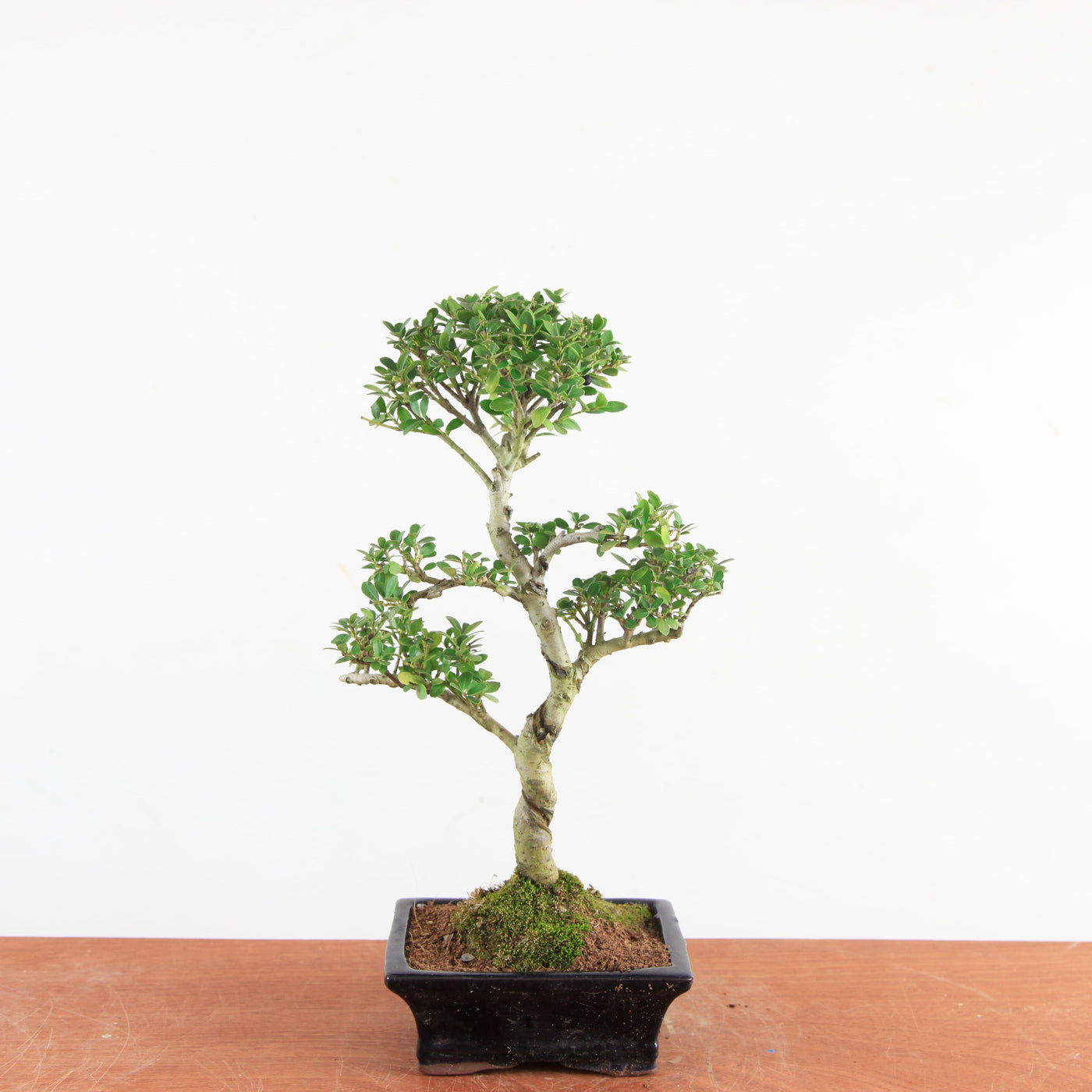 Bonsai Ilex Crenata - Japanse Hulst