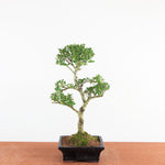 Bonsai Ilex Crenata - Japanse Hulst
