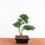 Bonsai Ilex Crenata - Japanse Hulst