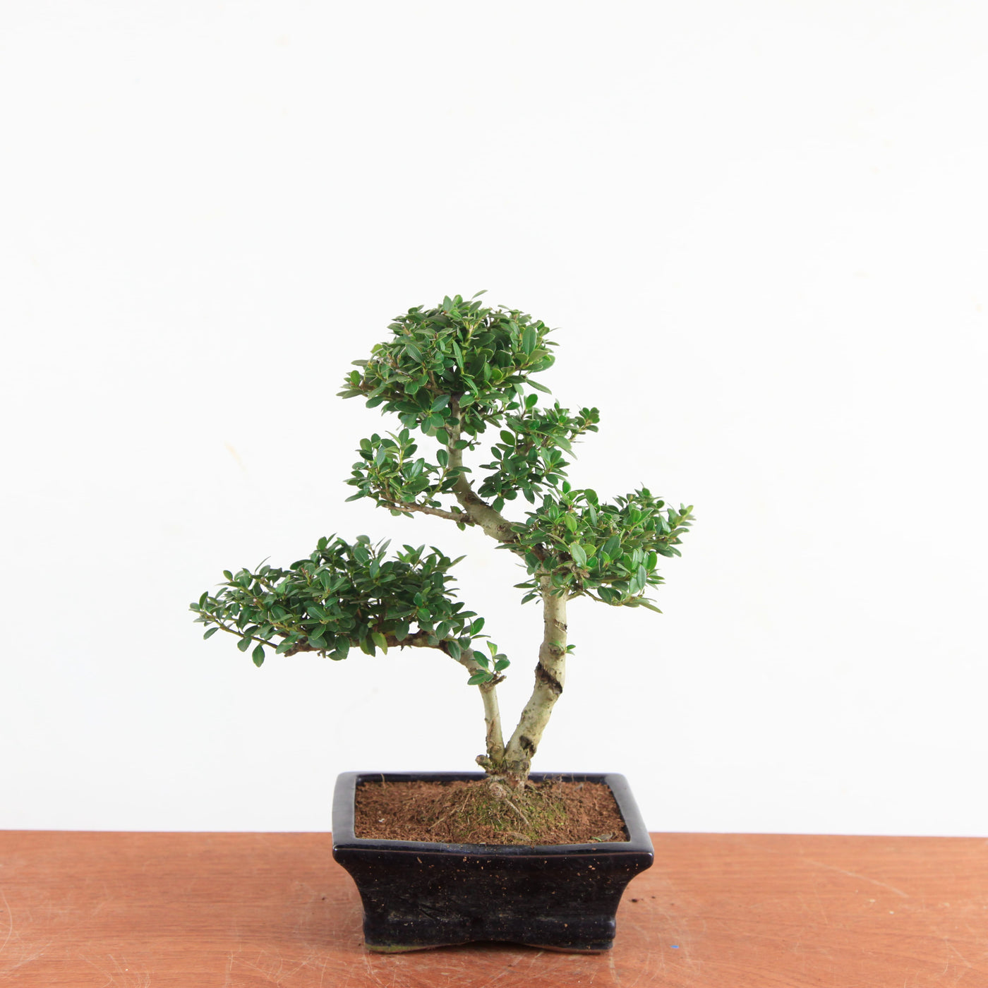 Bonsai Ilex Crenata - Japanse Hulst