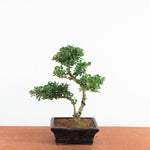Bonsai Ilex Crenata - Japanse Hulst