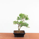 Bonsai Ilex Crenata - Japanse Hulst