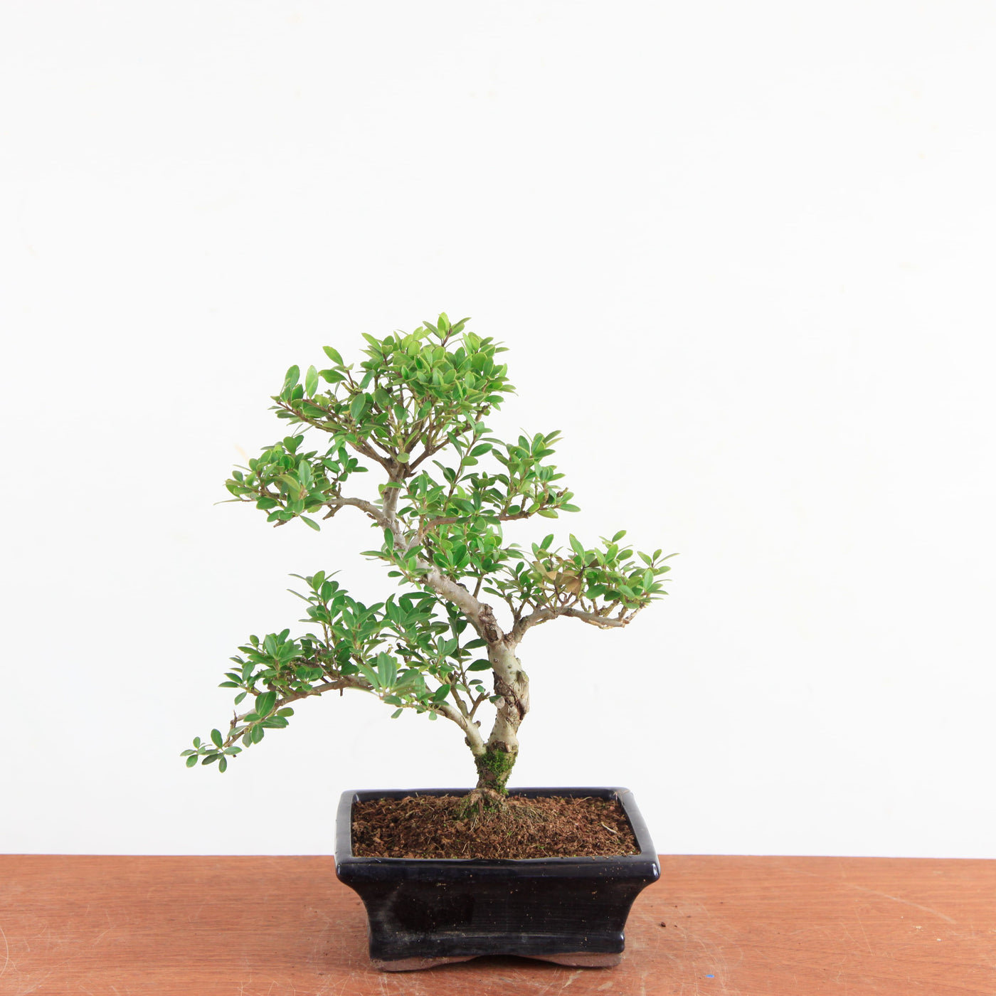 Bonsai Ilex Crenata - Japanse Hulst