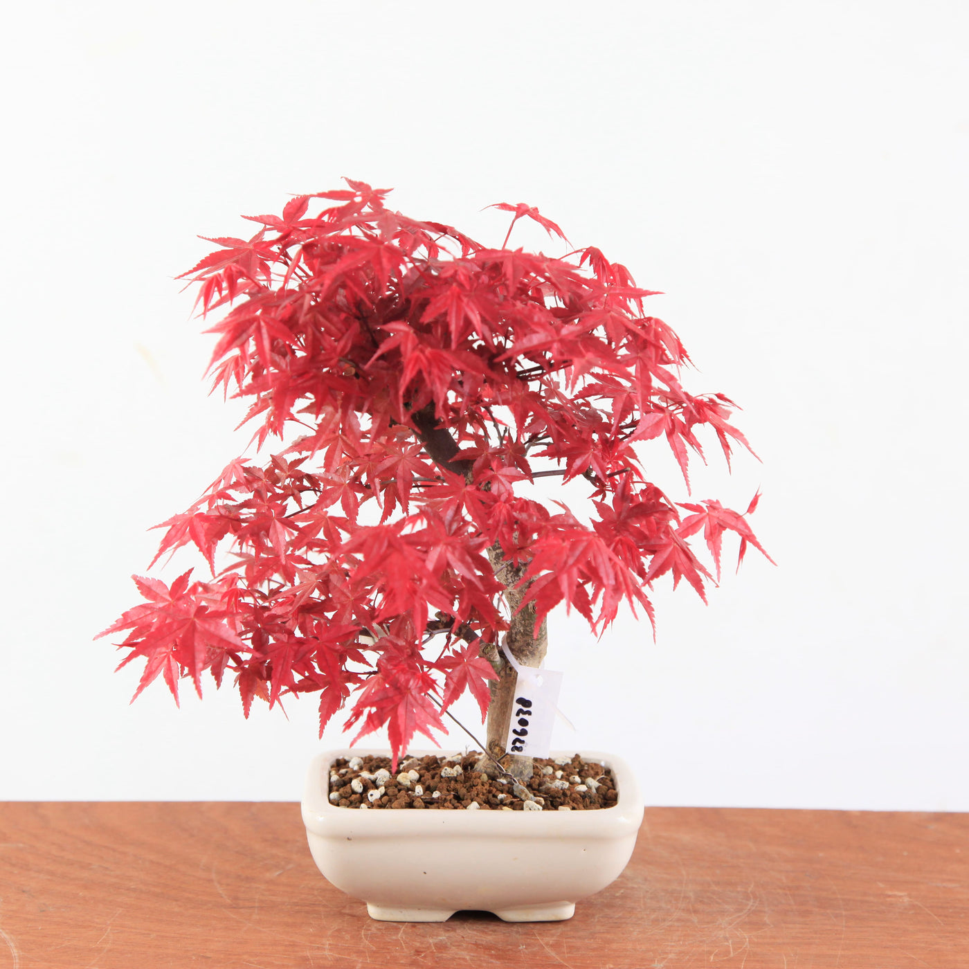 Bonsai Acer Palmatum Deshojo