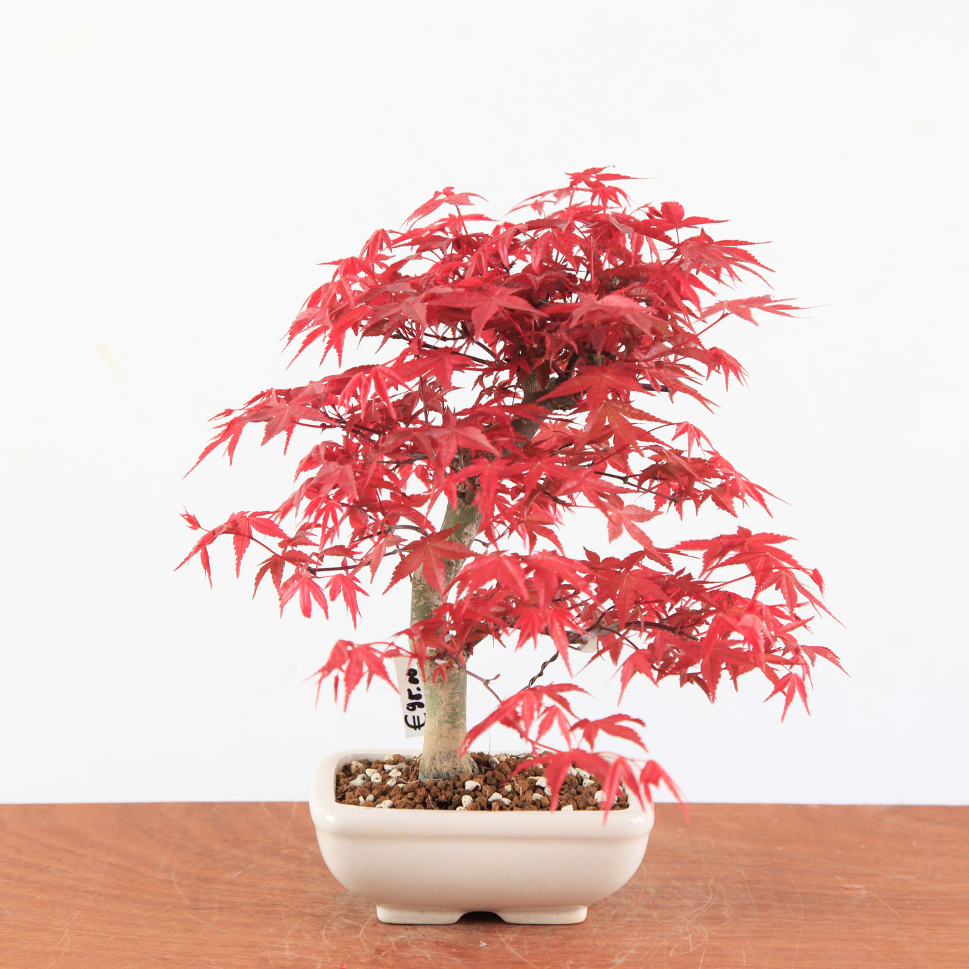 Bonsai Acer Palmatum Deshojo