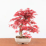 Bonsai Acer Palmatum Deshojo