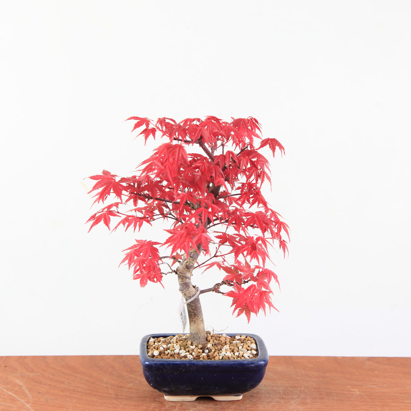 Bonsai Acer Palmatum Deshojo
