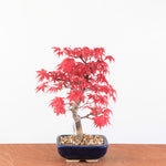 Bonsai Acer Palmatum Deshojo