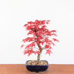 Bonsai Acer Palmatum Deshojo