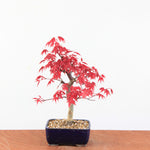 Bonsai Acer Palmatum Deshojo